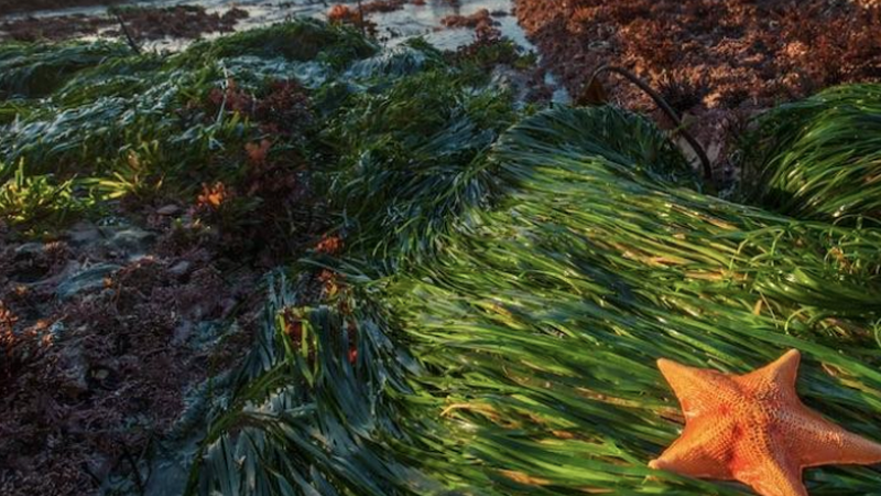 Could Seaweed Be The Future of Recyclable Packaging?