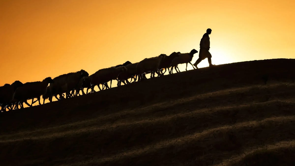 Sheep and Shepherds