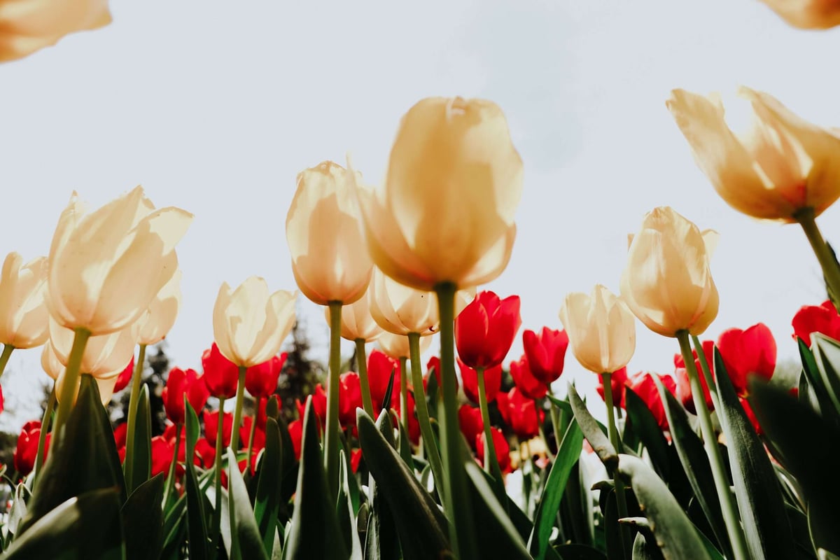 A Quick Guide to Low-Resource NLP