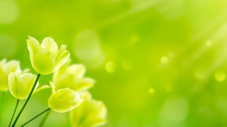 A Green Light for Tax Equity Investments in Renewable Energy