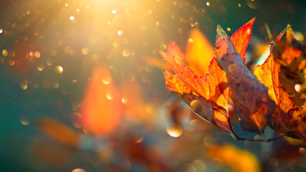 Fall Into Second-Half Meetings With NeuGroup