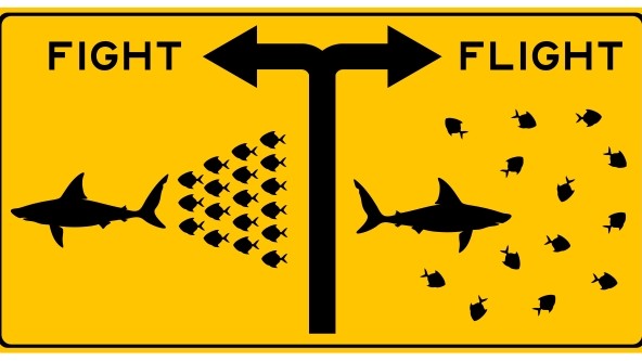 Fight and Flight: Bank Fee on SEPA Payments From UK Sparks Pushback