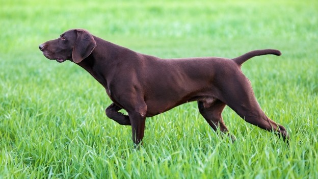 Hunting Yield: Investment Managers Weigh TIPS, Munis, Credit Risk