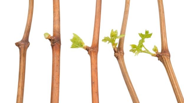 Revolvers to Recovery: Credit Markets and the Five R’s of COVID-19