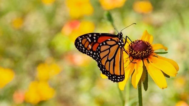 Risk and the Butterfly Effect on Supply Chains Amid COVID-19 