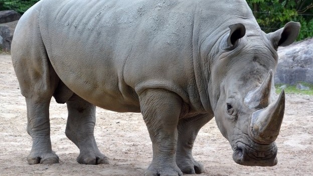 Risk Managers Who Seek Gray Rhinos and Don’t Call Them Black Swans