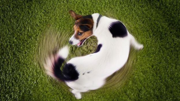 When the Accounting Tail Wags the Cash Investment Dog