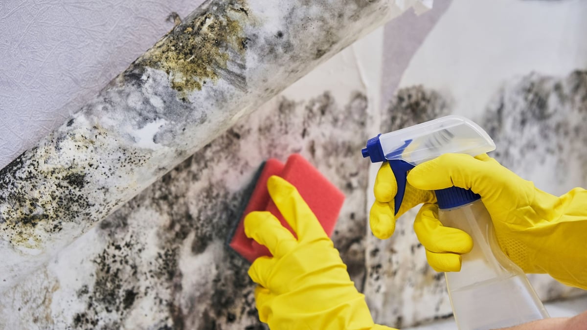 How to safely clean up mold