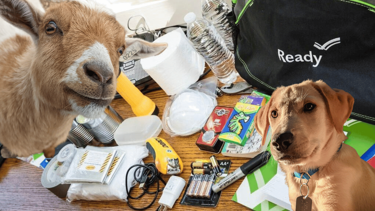 If you have a pet, do you have the following items in their emergency kit?