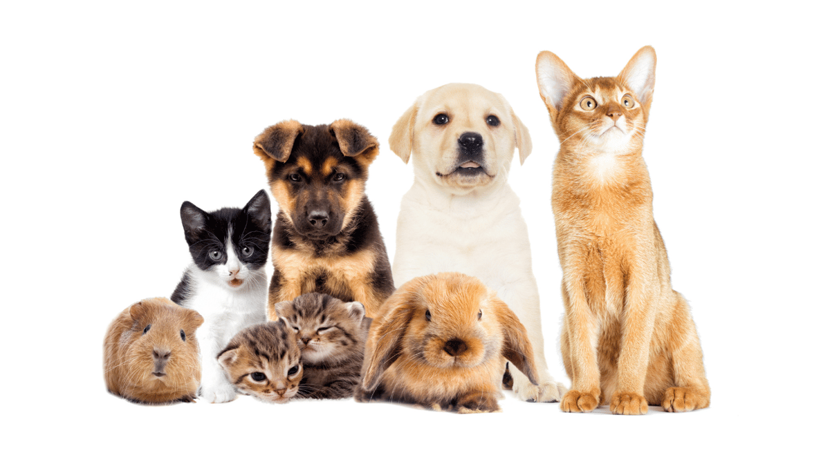 Poll - Do you have a disaster evacuation plan for your pets?