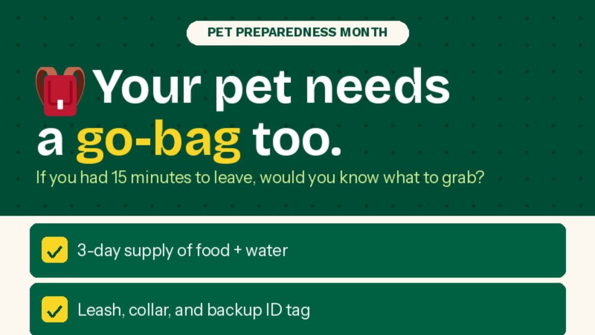 🎒 Your pet needs a go-bag too.