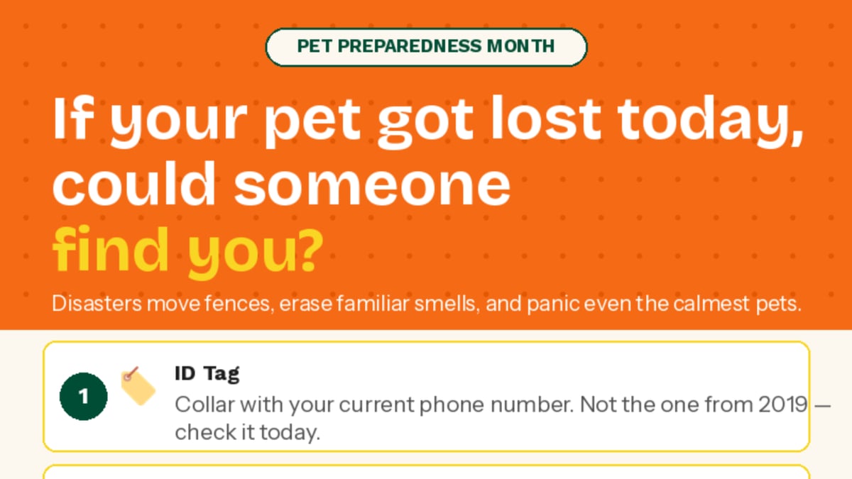 🏷️ If your pet got lost today, could someone find you?