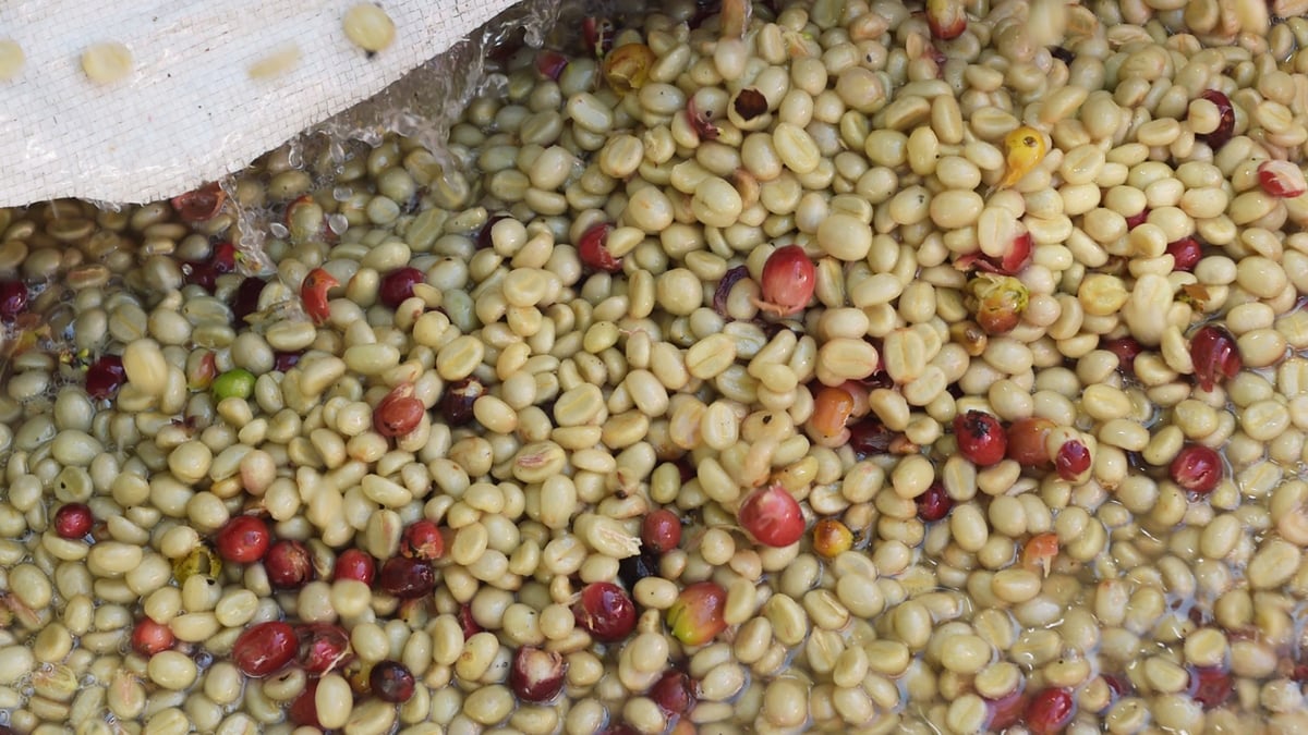Cici Coffee processing resource 