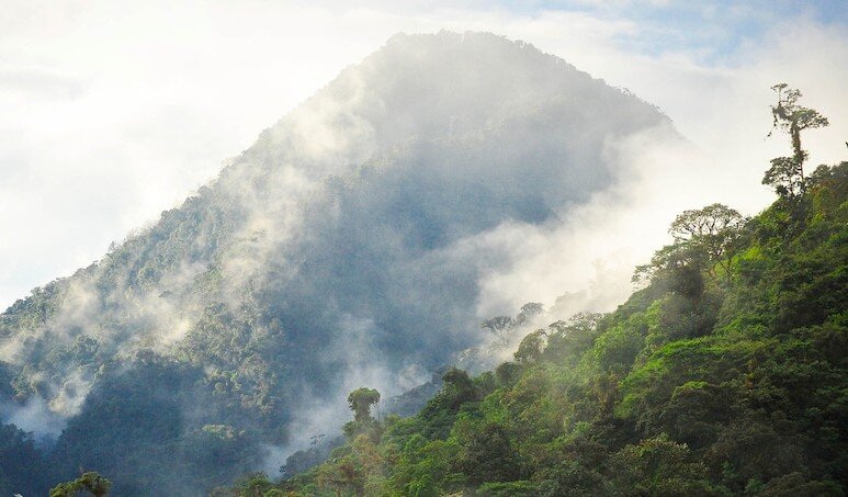 Planet Earth II: Jungles